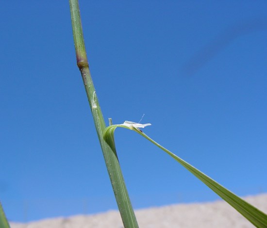 sprangletop stem