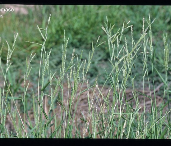 southwestern cupgrass
