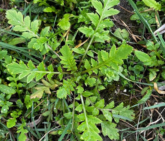 Virginia pepperweed rosette