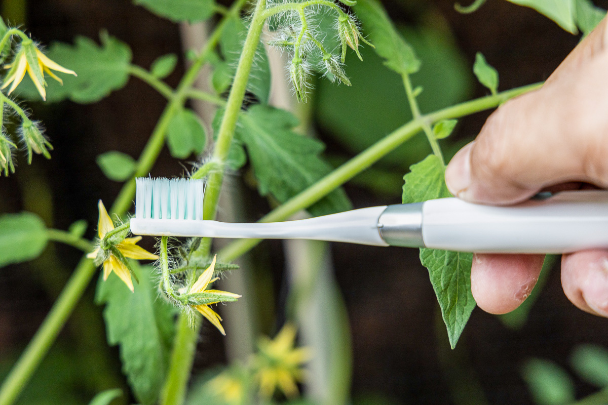 Manual Hand Pollination