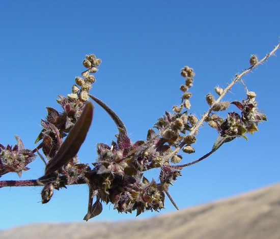 ragweed seedhead