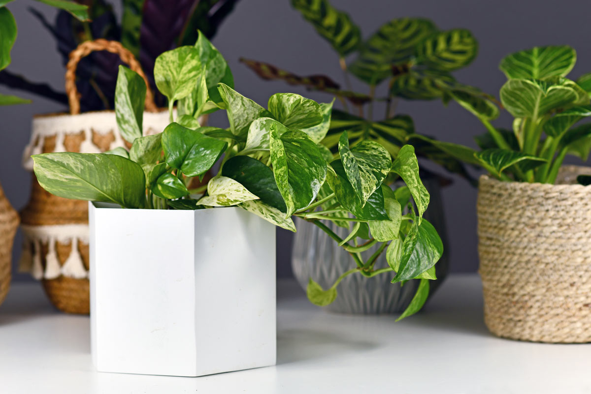 'Epipremnum Aureum Marble Queen' pothos houseplant