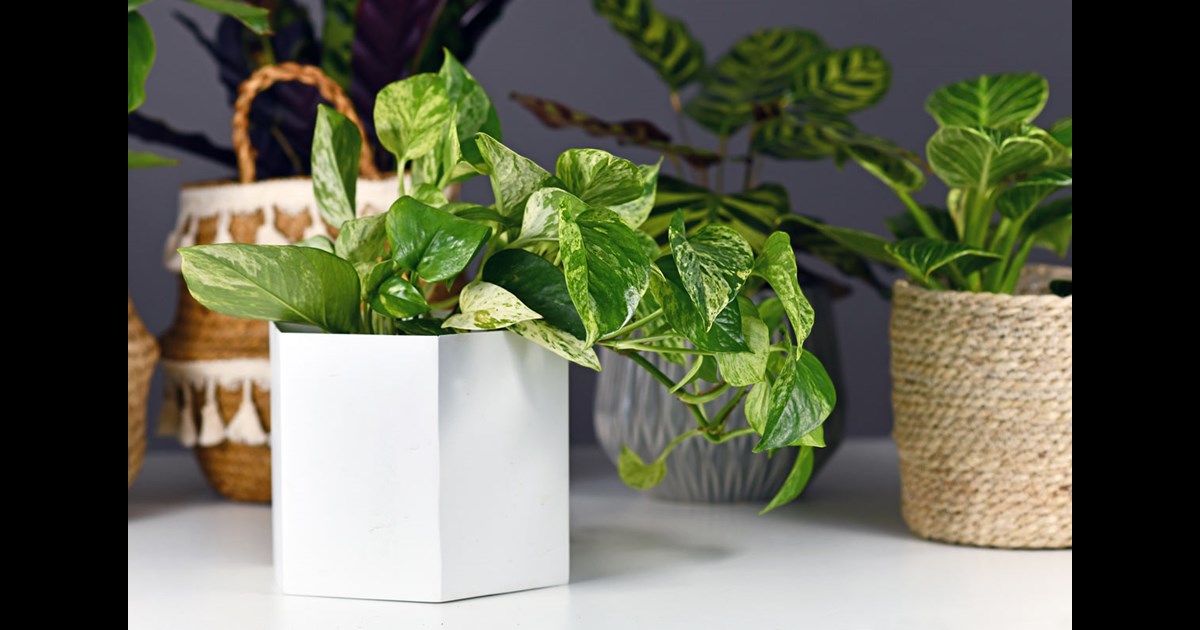 Best Indoor Plants Thrive With Low Light and Less Water