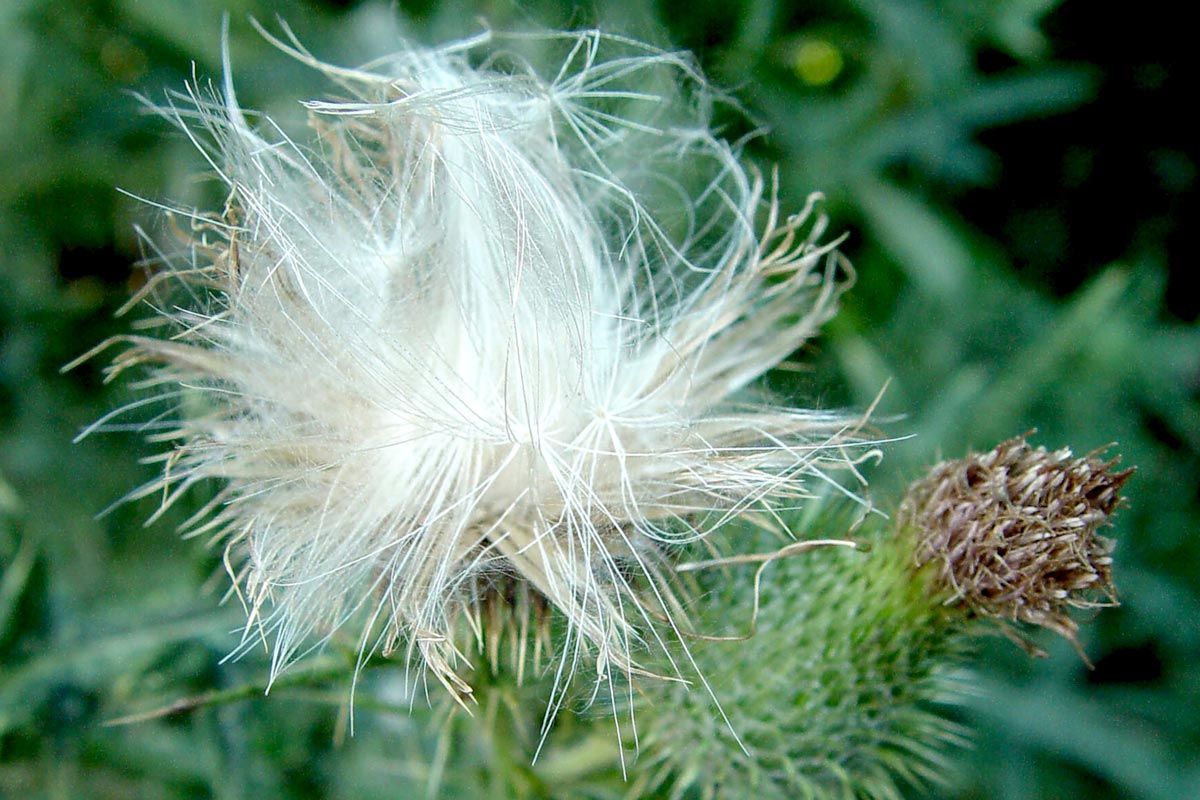 Canada thistle seeds