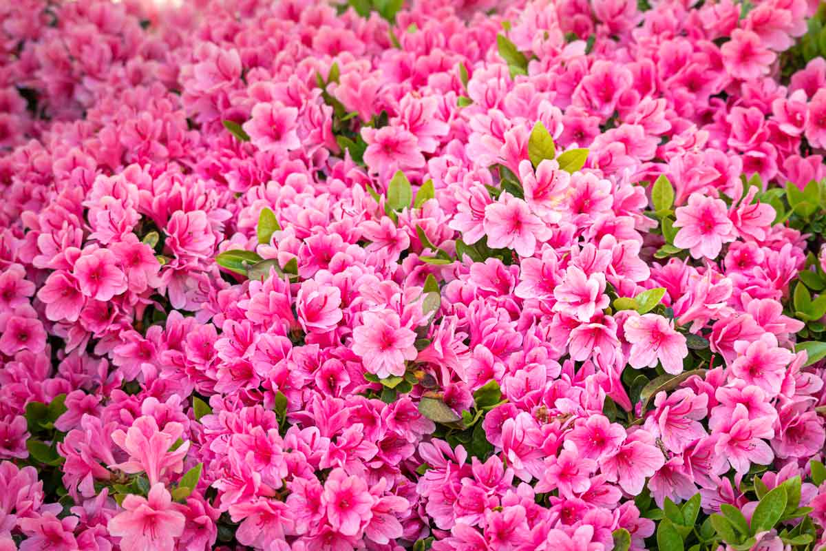 Pink azalea