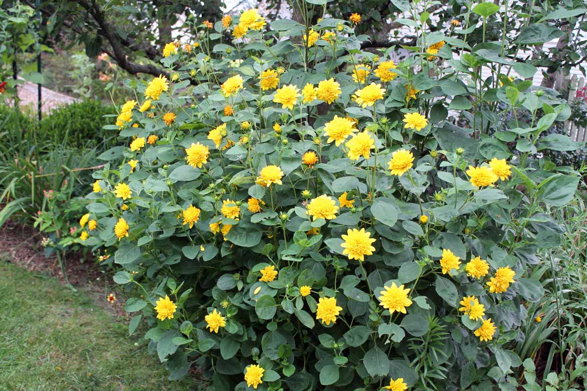 Perennial Sunflower "Sunshine Daydream