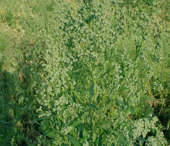 lambsquarters flowering