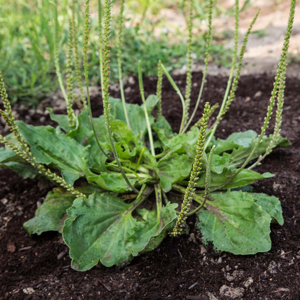 Broadleaf plantain with seedheads