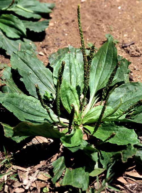 Image of Broadleaf plantain plants growing in lawn