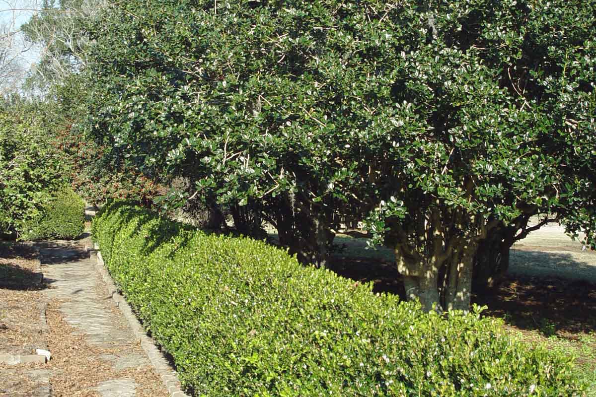 An evergreen shrub hedge with taller trees behind help to shield this yard. George Weigel