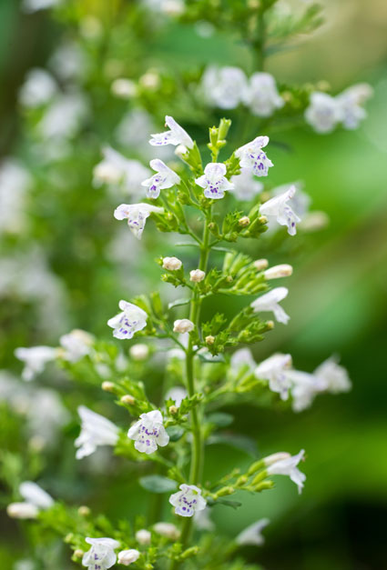 Large Calamint