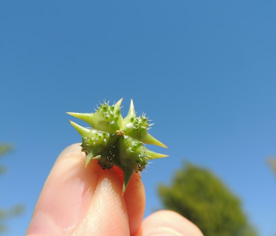 Puncturevine spiky seed pod
