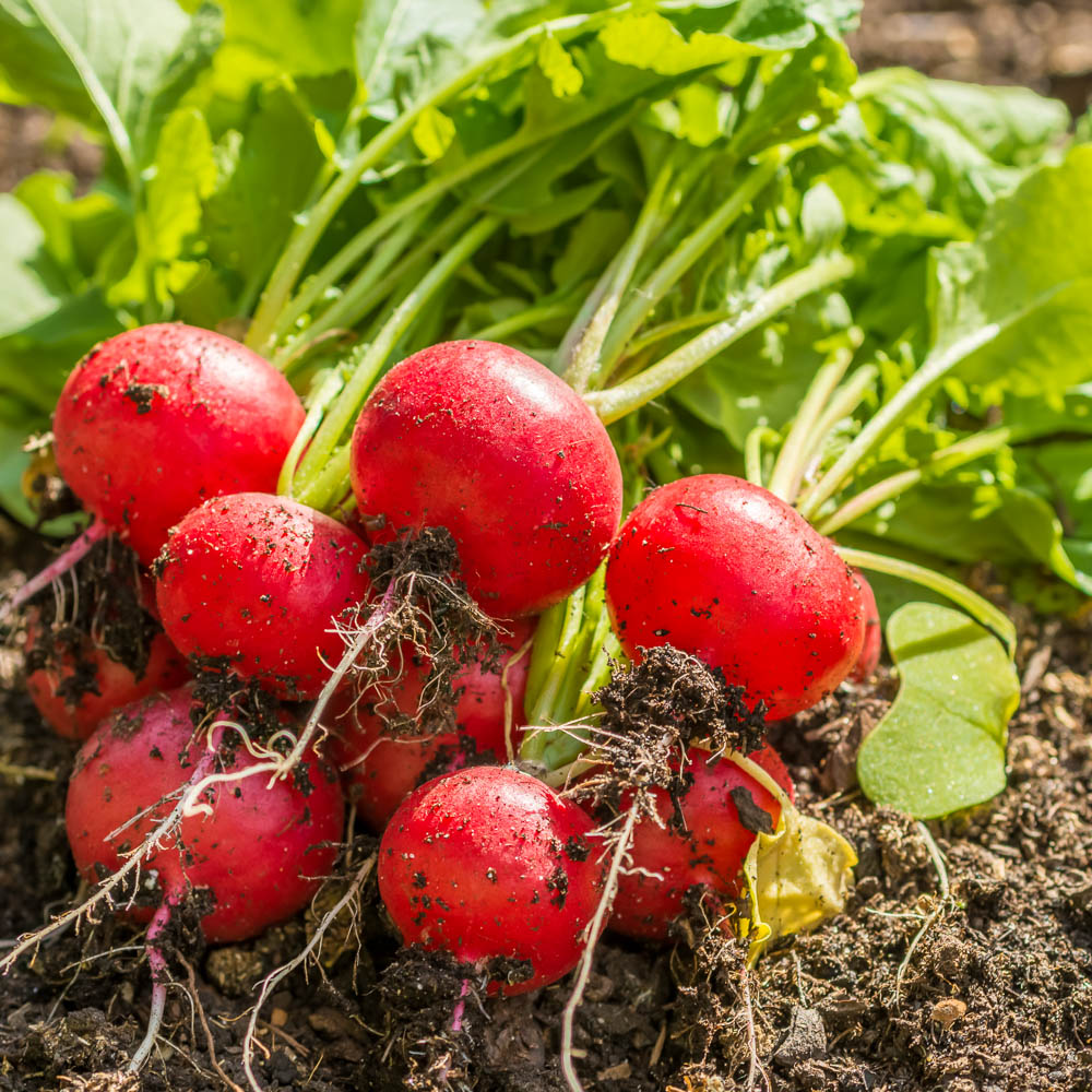 Radishes