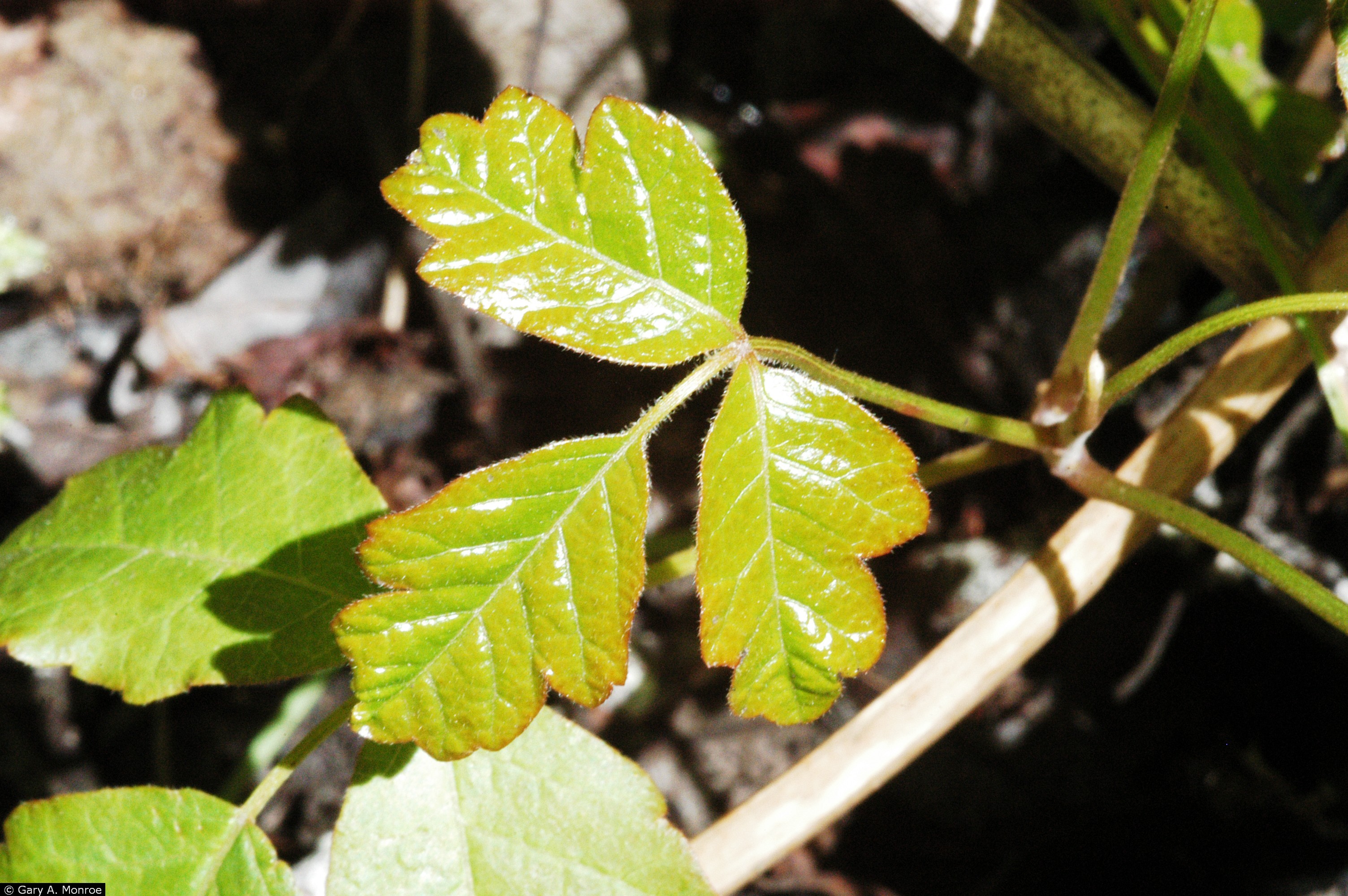 pacific poison oak