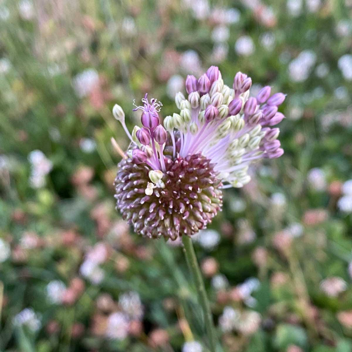 Wild garlic flowers and bulblets