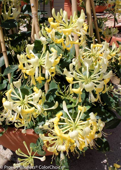 ‘Scentsation’ honeysuckle