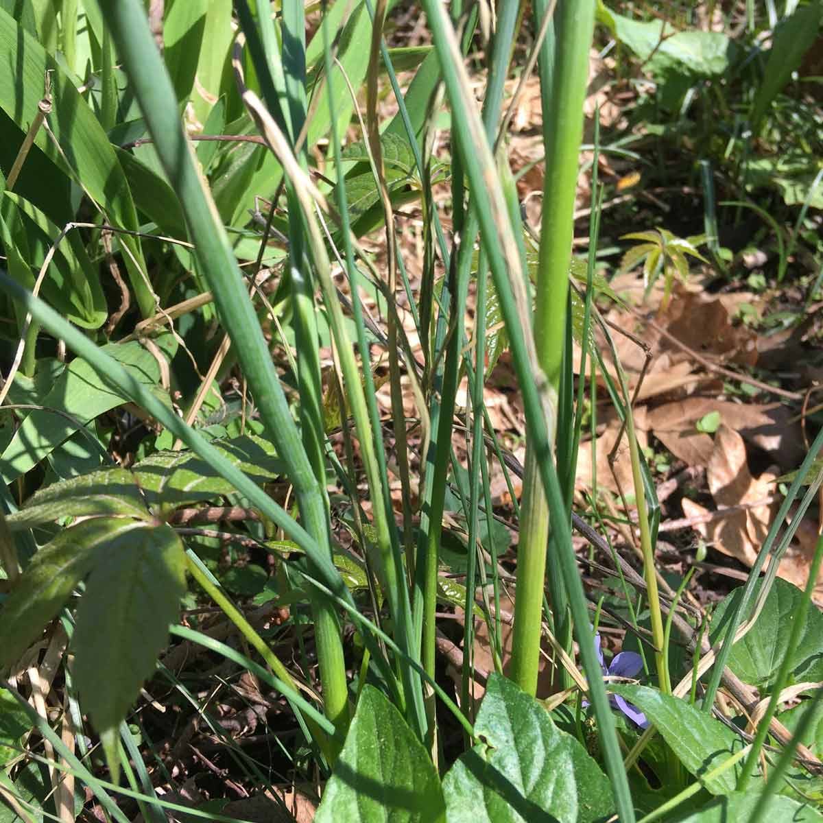 Wild onion leaves