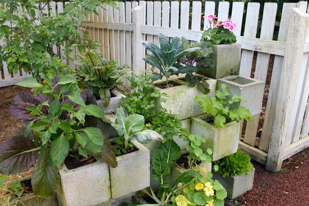 Edibles growing in cinder blocks