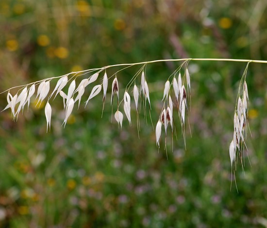 wild oat seedheads