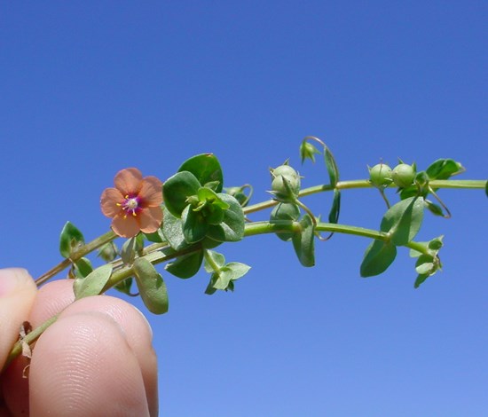 scarlet pimpernel