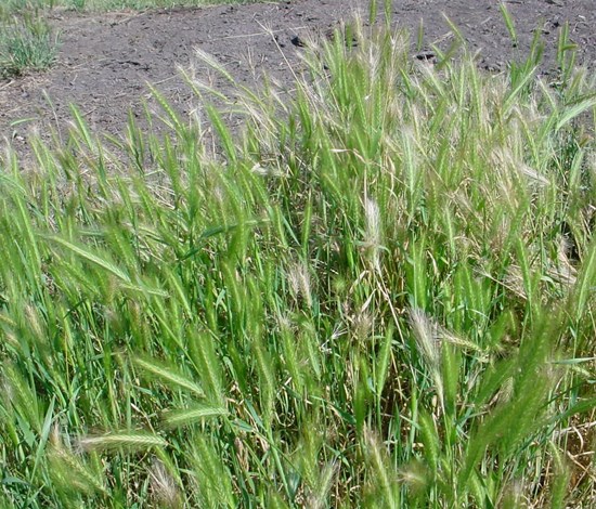 hare barley