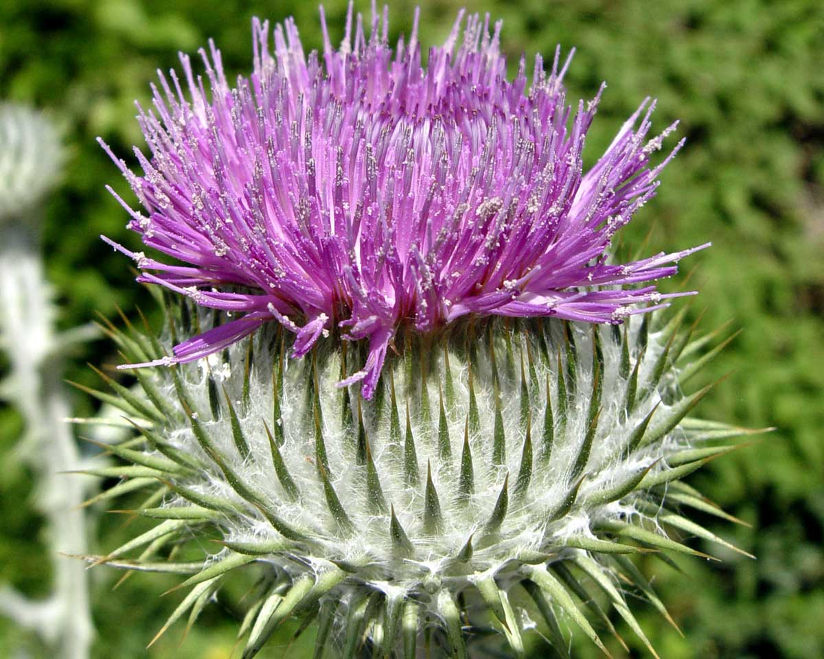 Thistle flower