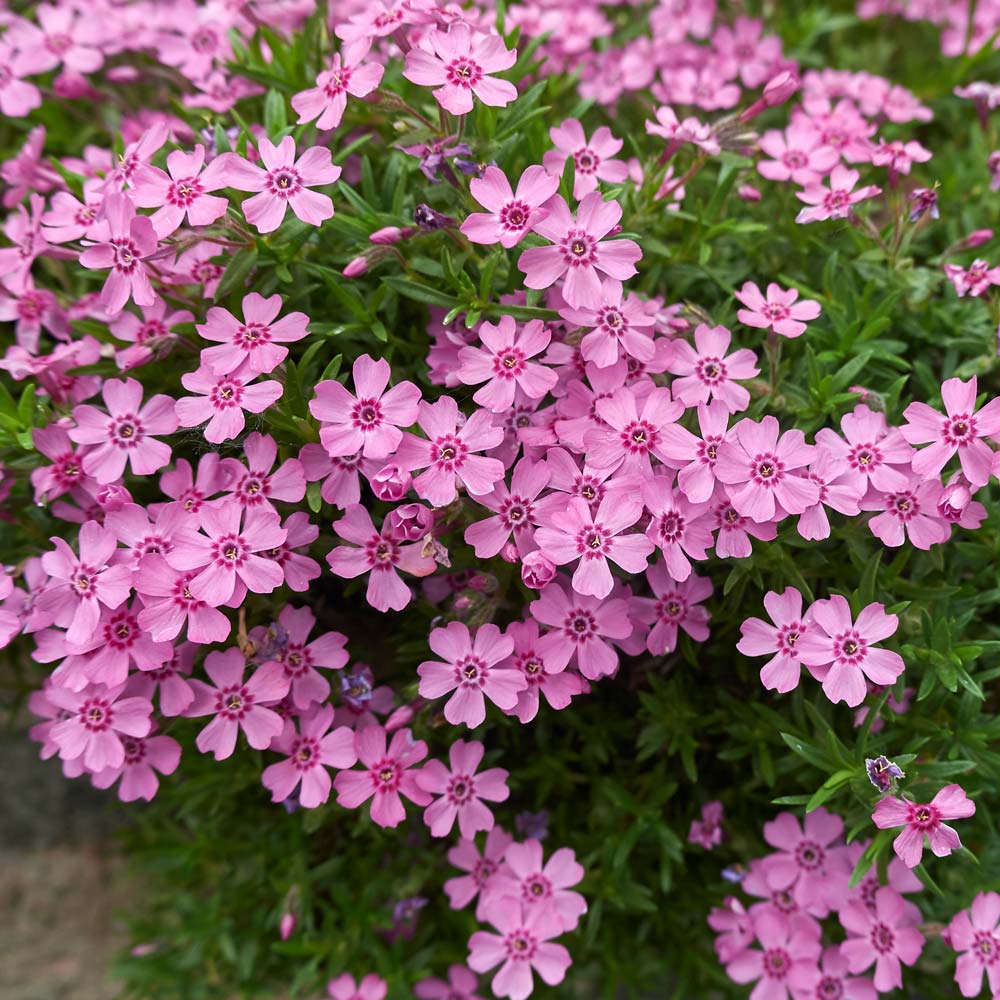 Pink moss phlox  subulata