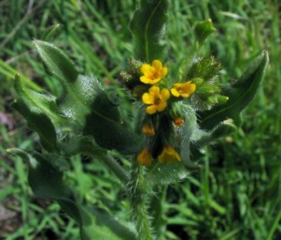 fiddleneck