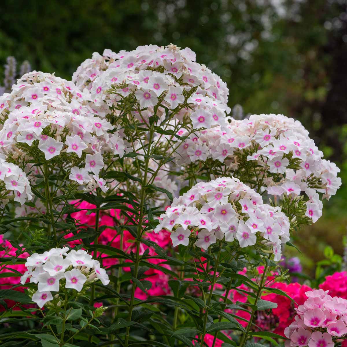 Summer phlox