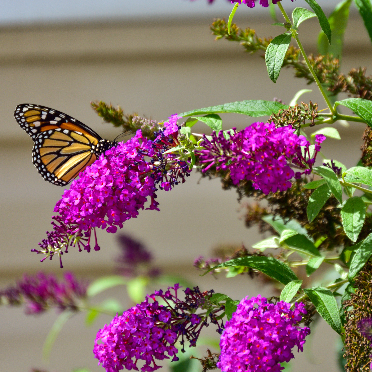 Butterfly Bush