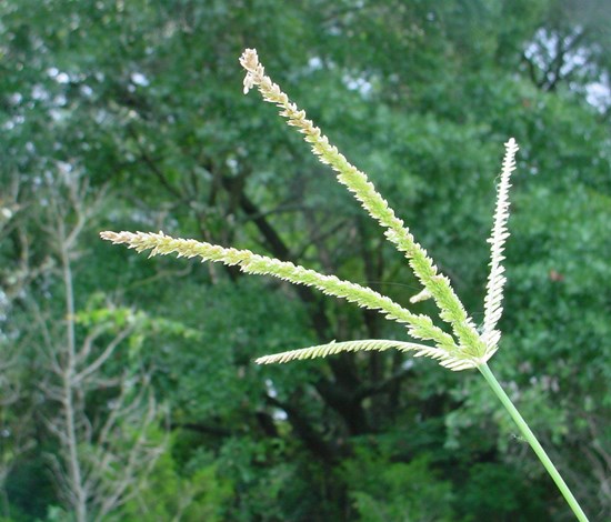 Goosegrass