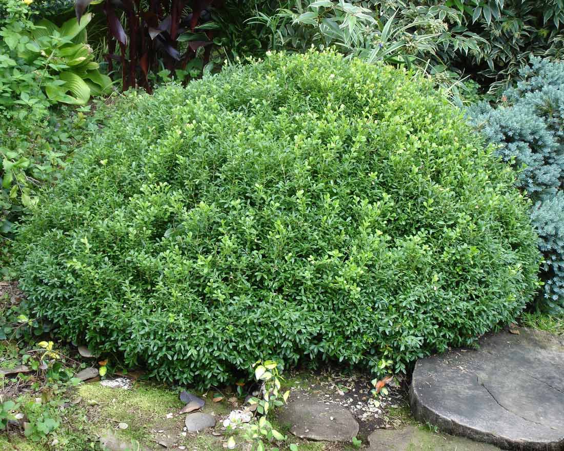Boxwood NewGen Liberty Belle