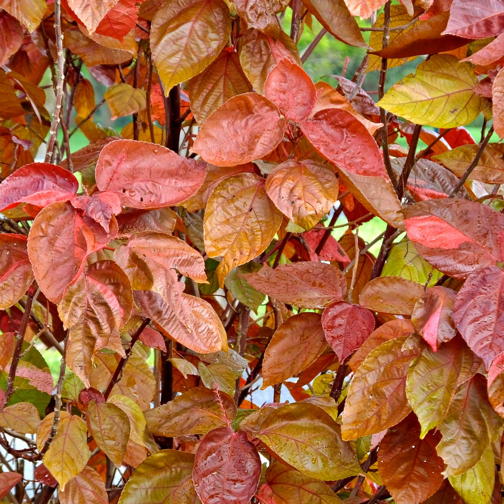 Fothergilla