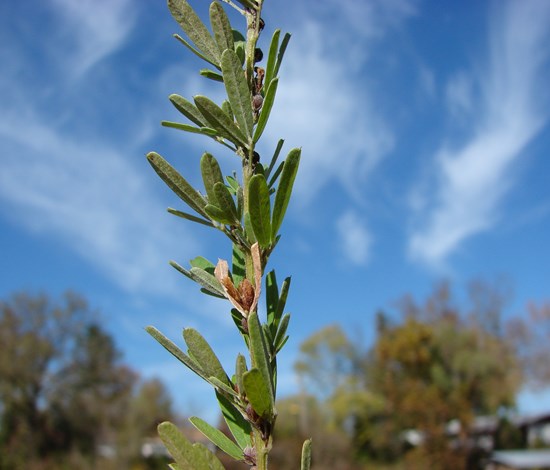 lespedeza