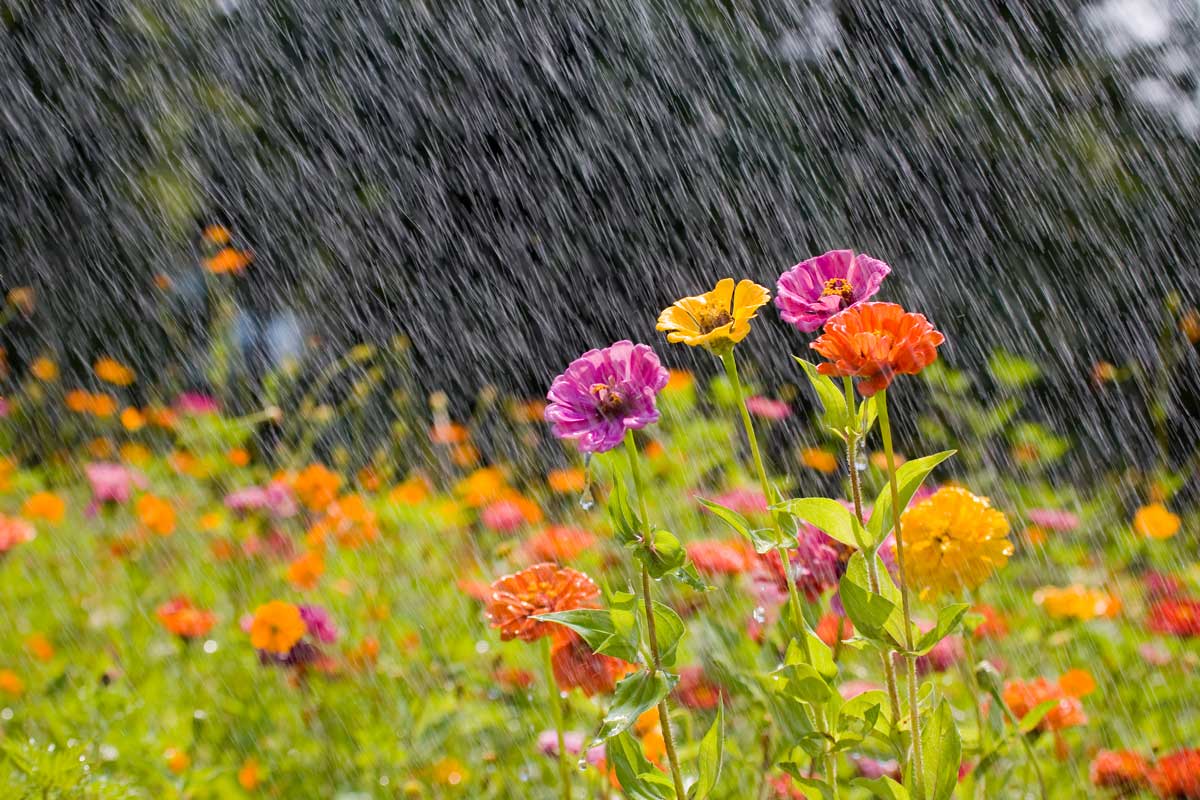 Summer downpours in the garden
