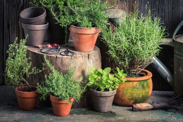 Herbs growing in pots.