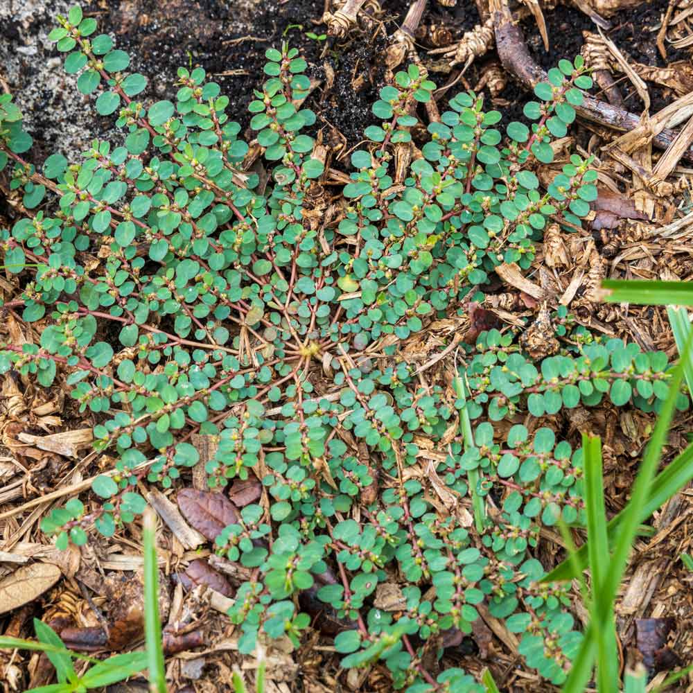 Prostrate spurge weed