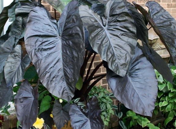 Elephant Ears Royal Hawaiian 'Black Corral'