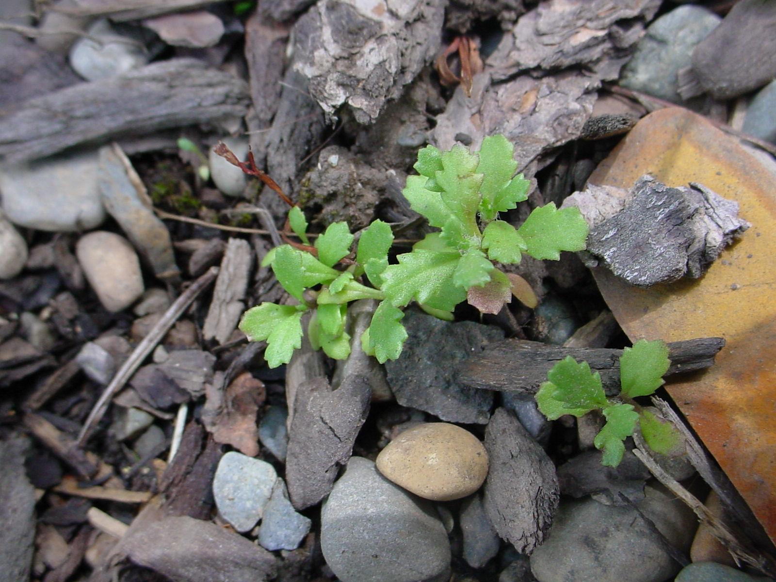 Groundsel seedling