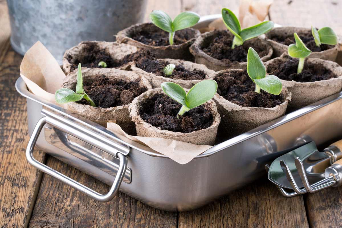 Growing plants from seeds has increased greatly in popularity since the pandemic struck. Geshas / iStock / Getty Images Plus