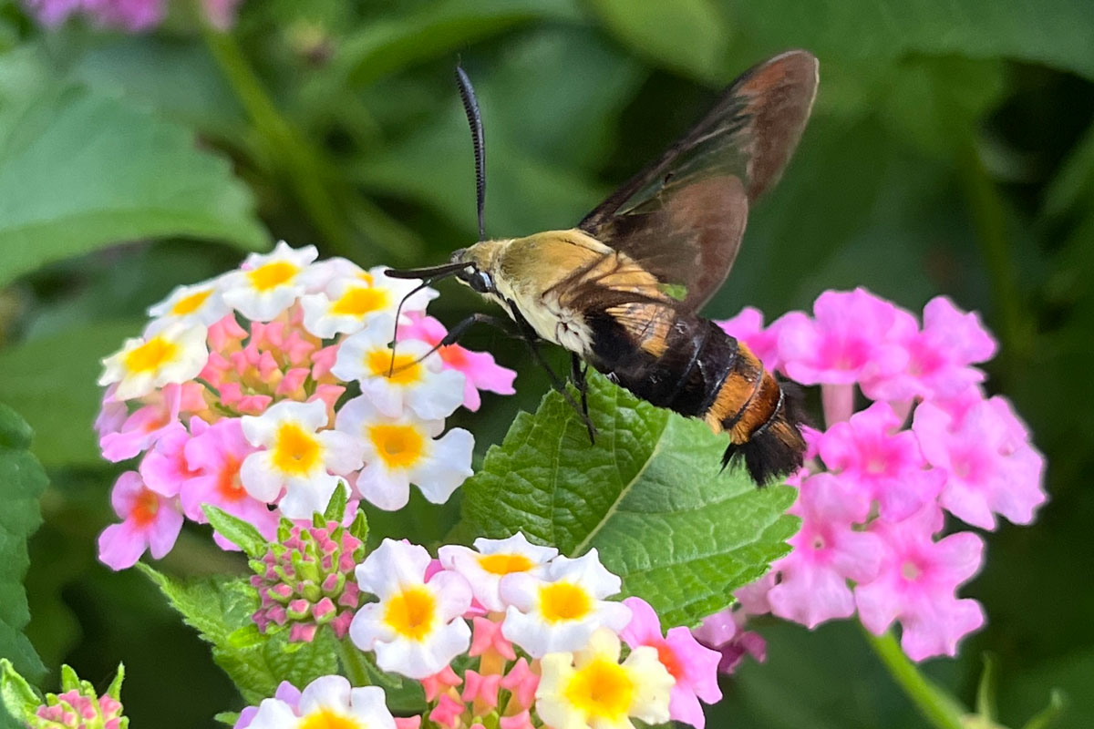 Snowberry clearwing moth sipping nectar