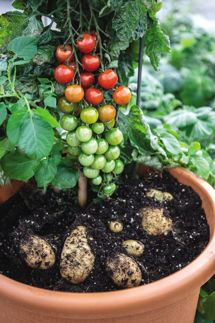 Ketchup 'n' Fries Tomtato