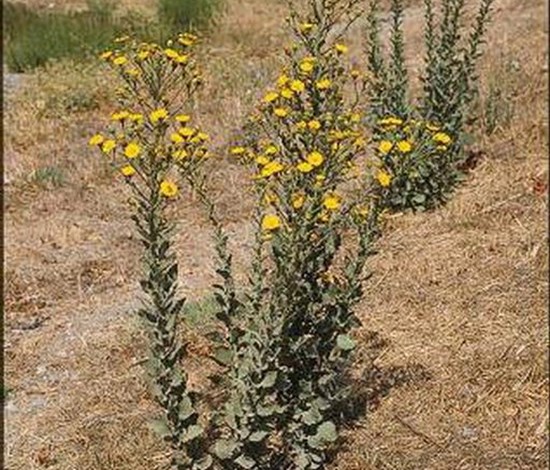 telegraphplant