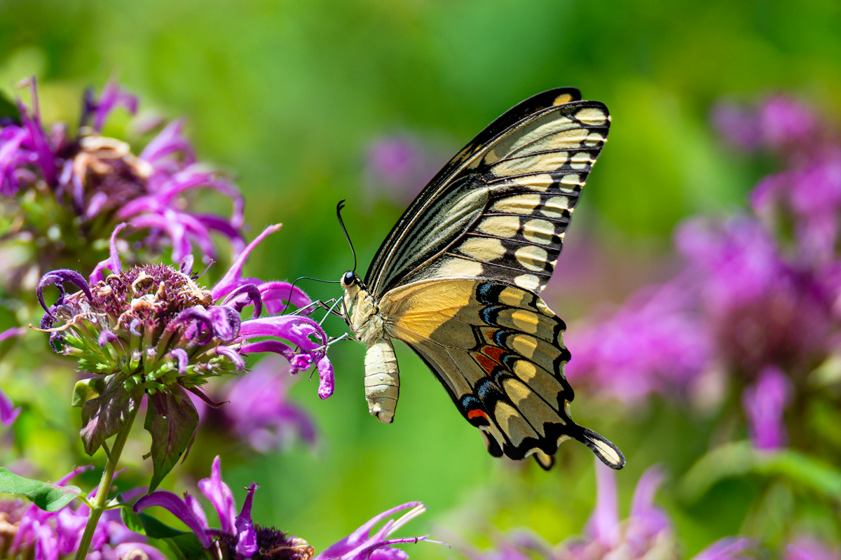 Swallowtail on Bergamot