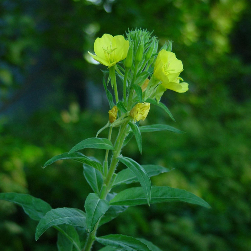 Evening primrose (oenothera biennis)