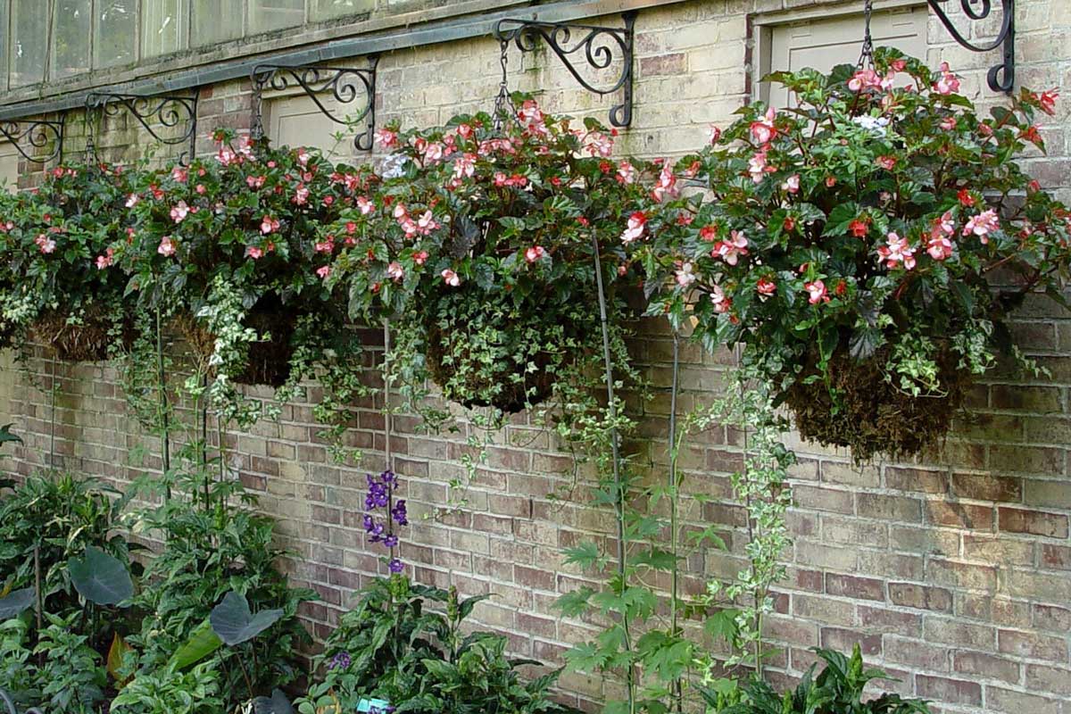 Hanging baskets along a wall