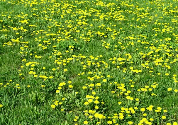 Dandelions