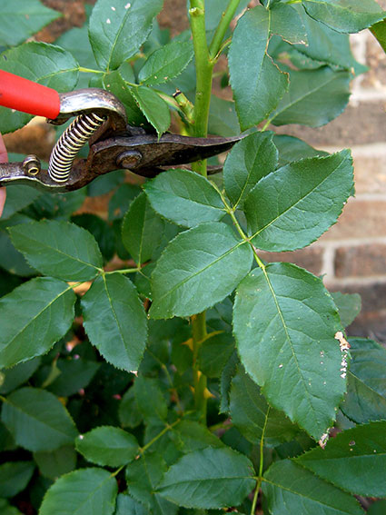 Keep roses compact in season by shortening branches back at least to the first cluster of five leaves. © George Weigel