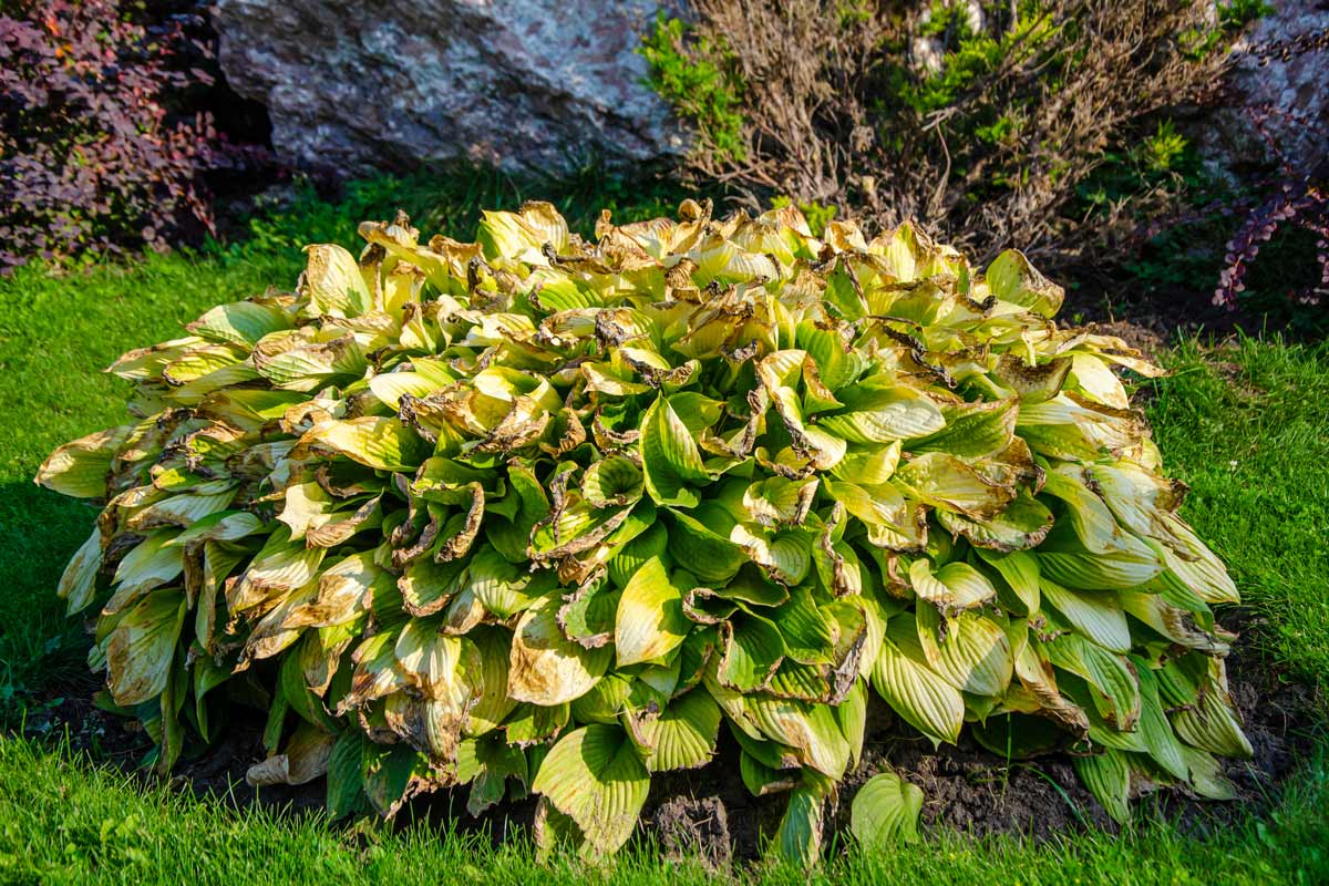 Sun damaged hosta