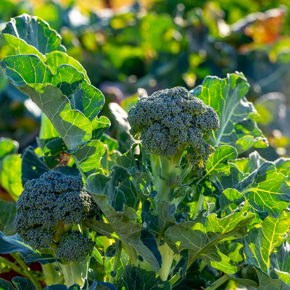 Broccoli